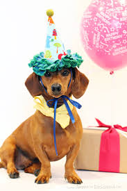 Happy Birthday dog